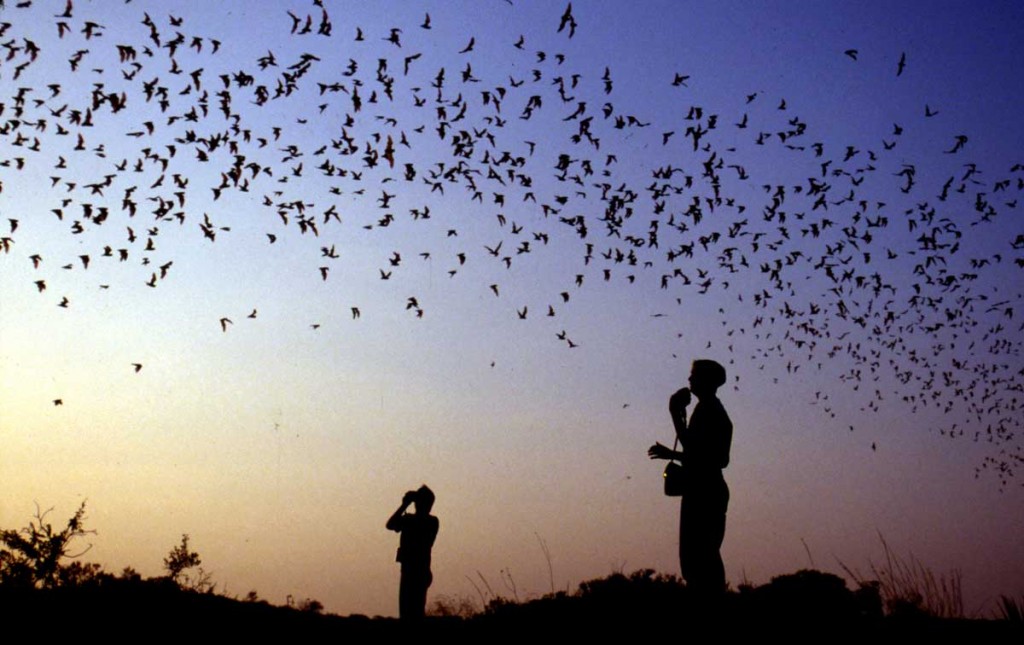 Carlsbad Caverns Bat Flight
