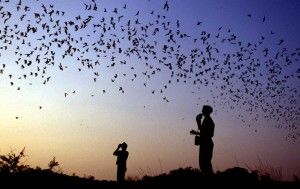 Bat Flight at Carlsbad Caverns