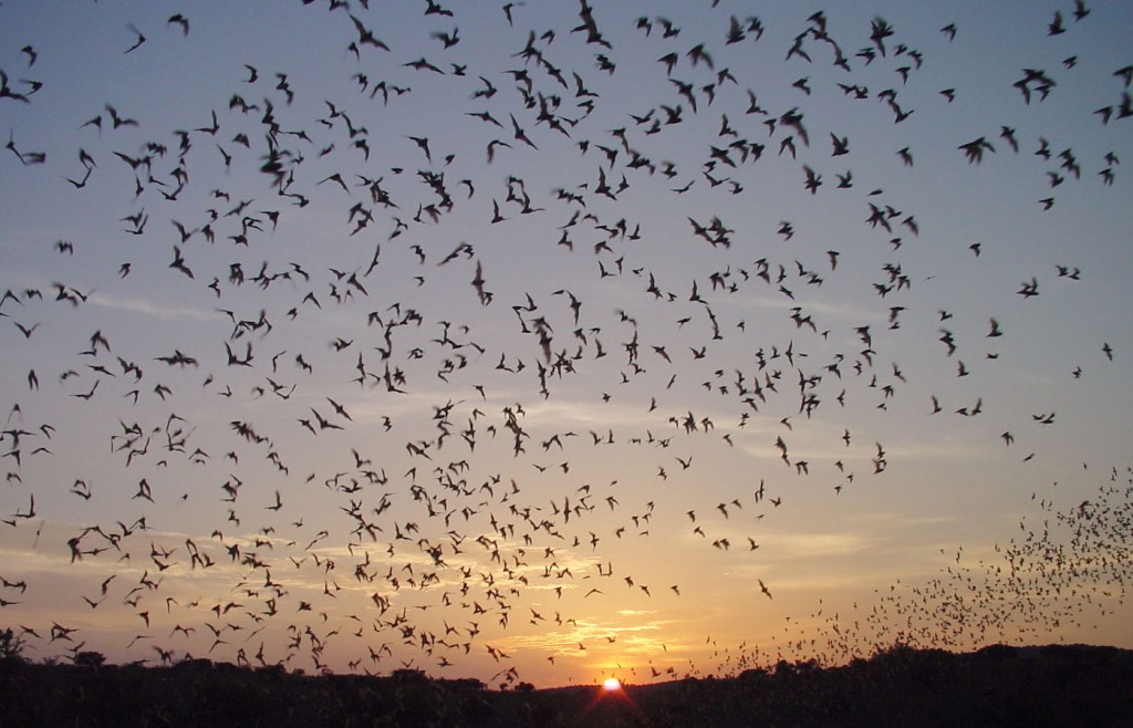 Carlsbad Caverns Bat Flight