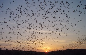 Bat Flight at Carlsbad Caverns New MExico