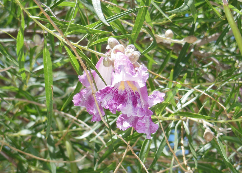 Carlsbad New Mexico - Chilopsis linearis, Carlsbad, New Mexico